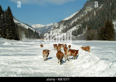 Neige 04 Simmenthal Banque D'Images