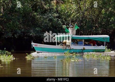 Petit bateau de pêche remontant le Rio Sierpe dans la province de Puntarenas, Costa Rica. Banque D'Images
