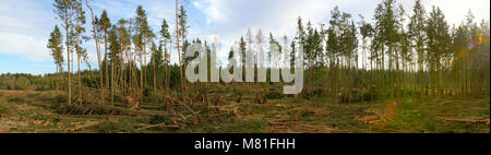 Dommages tempête forêt 2 Banque D'Images