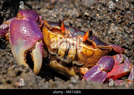 Le crabe de terre colorées Gecarcinus quadratus, également connu sous le nom de crabe halloween, fait son chemin le long de la plage Paloma au Costa Rica. Banque D'Images