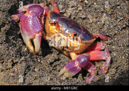 Le crabe de terre colorées Gecarcinus quadratus, également connu sous le nom de crabe halloween, fait son chemin le long de la plage Paloma au Costa Rica. Banque D'Images