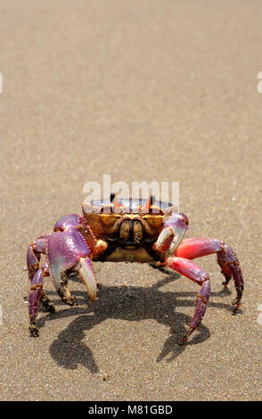 Le crabe de terre colorées Gecarcinus quadratus, également connu sous le nom de crabe halloween, fait son chemin le long de la plage Paloma au Costa Rica. Banque D'Images