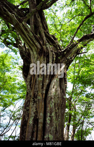 L'un des nombreux arbres Banyon sur Playa Panama à Guanacaste, Costa Rica. Banque D'Images