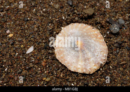Un coquillage jette sur sur Playa Panama à Papagayo Bay, Costa Rica. Banque D'Images