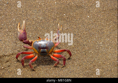 Le crabe de terre colorées Gecarcinus quadratus, également connu sous le nom de crabe halloween, fait son chemin le long de la plage Paloma au Costa Rica. Banque D'Images