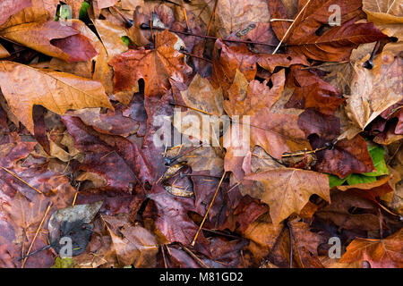 Brun, Jaune, Vert et tas de feuilles d'automne avec une seule feuille verte Banque D'Images