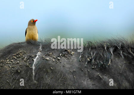 Oxpecker bec rouge sur un buffle Banque D'Images