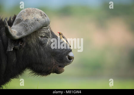 Un buffle repose dans le Parc National de Chobe, au Botswana. Banque D'Images