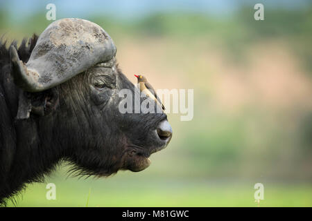 Un buffle repose dans le Parc National de Chobe, au Botswana. Banque D'Images