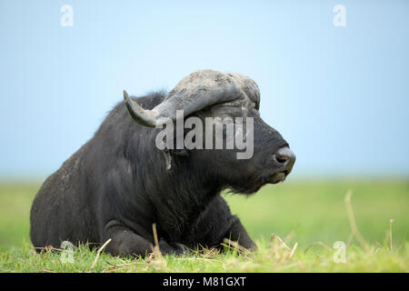 Un buffle repose dans le Parc National de Chobe, au Botswana. Banque D'Images