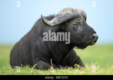 Un buffle repose dans le Parc National de Chobe, au Botswana. Banque D'Images