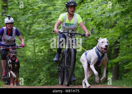 Randonnée à vélo avec des chiens -Bikejoring Banque D'Images