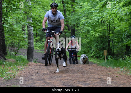 Randonnée à vélo avec des chiens -Bikejoring Banque D'Images