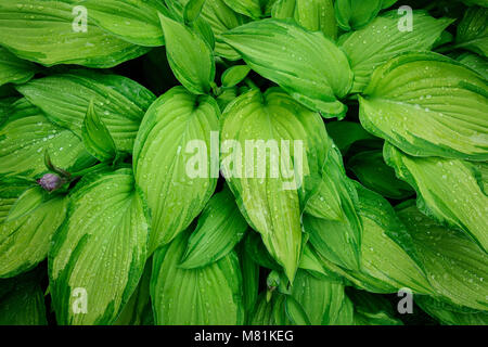 Feuilles humides de Hosta fortunei Gold Standard Banque D'Images