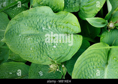 Les feuilles humides de Hosta en journée d'été Banque D'Images