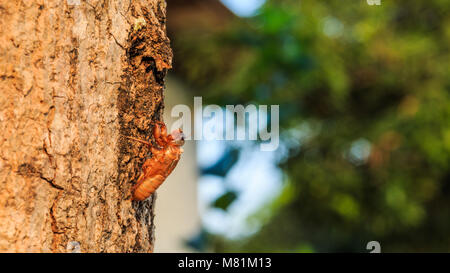 Cigale slough sur manguier Banque D'Images