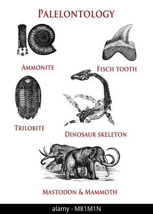 La paléontologie vintage illustration de spécimens d'animaux préhistoriques : ammonite, trilobite dent, poisson, squelette de dinosaure et d'une reconstruction de mammouth et mastodon Banque D'Images