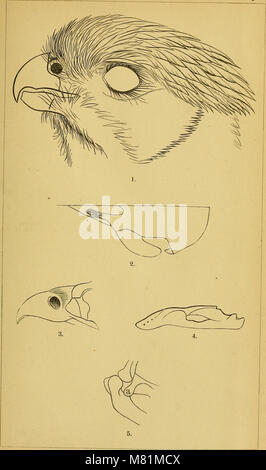 Bulletin de l'United States Geological Survey et géographique des territoires (1876) (20308987698) Banque D'Images