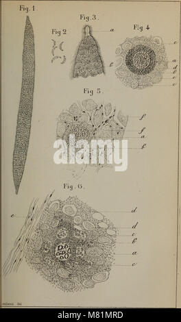 Bulletin Societe d'Histoire Naturelle de Toulouse et de Midi Pyrénées). (1883) (14778728661) Banque D'Images