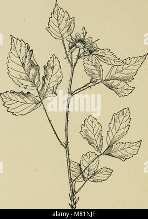 Bush-fruits ; une monographie de l'horticulture de framboises, mûres, groseilles, groseilles, dewberries, et d'autres buissons, comme les fruits (1907) (14592121029) Banque D'Images