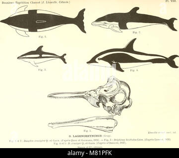 Cétacés de l'Antarctique (Baleinoptères, ziphiidés, delphinidés) (1913) (20092713714) Banque D'Images