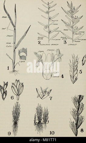 Les prairies de la Californie et de la gamme de graminées fourragères (0724) (20514797005) Banque D'Images