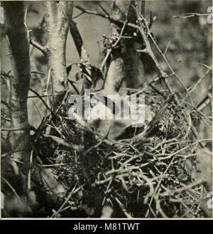 Cette collection de photographies de 1911 capture des oiseaux sauvages dans leurs habitats naturels. Les images mettent en valeur les différentes espèces et leurs comportements, offrant une vision intime de la vie de ces animaux. L'étude souligne l'importance de la conservation et de la documentation sur la faune. Banque D'Images