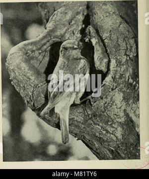 Des études de l'appareil photo d'oiseaux sauvages dans leur maison (1911) (14751483835) Banque D'Images