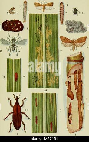 Le sucre de canne ; un manuel sur l'agriculture de la canne à sucre, la fabrication de sucre de canne, et l'analyse du sucre produits maison (1921) (14783892795) Banque D'Images
