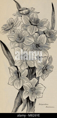 Bulbes à fleurs et racines pour plantation en automne - 1898 (1898) (20383895030) Banque D'Images