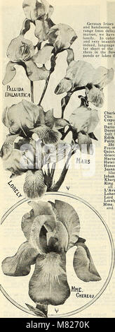 Les bulbes et les plantes vivaces pour l'automne - Les spécialités des lys et des jonquilles tulipes choix pernnials (1915) (20419862665) Banque D'Images