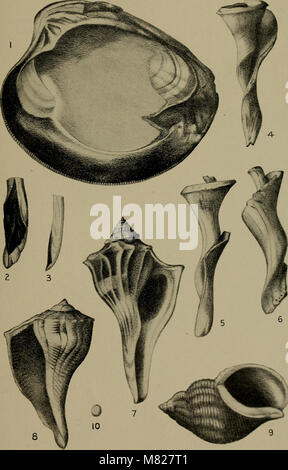 Bulletin - New York State Museum (1901) (20441939695) Banque D'Images