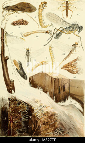 Le 'Bulletin - New York State Museum' (1901) fournit des rapports scientifiques sur divers aspects de l'environnement naturel de New York, y compris la géologie, la biologie et l'anthropologie. Banque D'Images