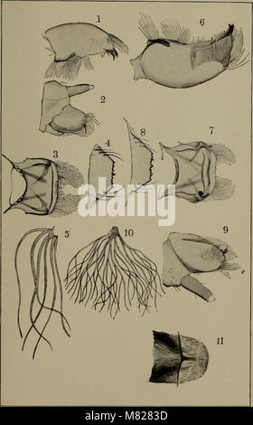 Le 'Bulletin' du New York State Museum (1903) est une publication qui présente des recherches et des découvertes dans divers domaines, y compris l'archéologie, l'anthropologie et l'histoire naturelle. Il constitue une ressource importante pour les chercheurs et le grand public intéressés par le patrimoine culturel et scientifique de New Yorkâ. Banque D'Images
