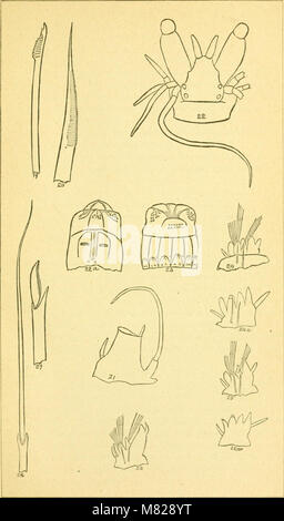 Bulletin - United States National Museum (1884) (20504957655) Banque D'Images