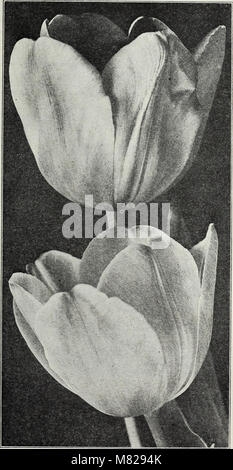 Un catalogue de 1929 présentant différents types de bulbes et de graines idéales pour la plantation d'automne. Ce guide comprend des détails sur les meilleures plantes saisonnières à cultiver pendant la saison d'automne, y compris les options de fleurs et de légumes. Banque D'Images