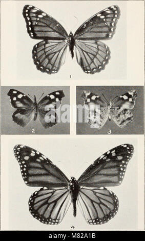 Bulletin - United States National Museum (1932) (14596076548) Banque D'Images