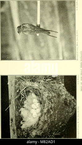 *Bulletin - United States National Museum* (1942) est une revue scientifique publiée par le United States National Museum, qui contient des articles sur divers domaines de l'histoire naturelle, y compris l'anthropologie, l'archéologie et la zoologie. Banque D'Images