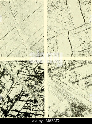 Bulletin - United States National Museum (1944) (20513618111) Banque D'Images