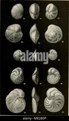 Bulletin - United States National Museum (1965) (19888081463) Banque D'Images