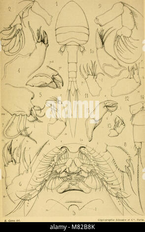 Le Bulletin biologique de la France et de la Belgique, publié en 1888, se concentre sur la recherche biologique en France et en Belgique. Il comprend des études sur diverses espèces, écosystèmes et progrès dans le domaine de la biologie dans ces régions. Banque D'Images