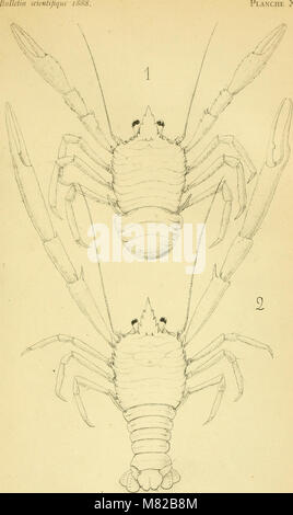 Bulletin biologique de la France et de la Belgique (1888) (20420620722) Banque D'Images