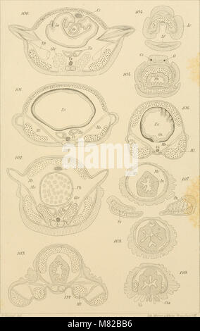 Bulletin biologique de la France et de la Belgique (1897) (20242186880) Banque D'Images