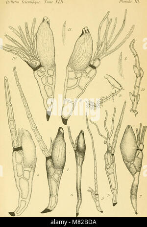 Bulletin biologique de la France et de la Belgique (1909) (20429970845) Banque D'Images