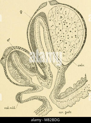 Bulletin biologique de la France et de la Belgique (1912) (20241844960) Banque D'Images