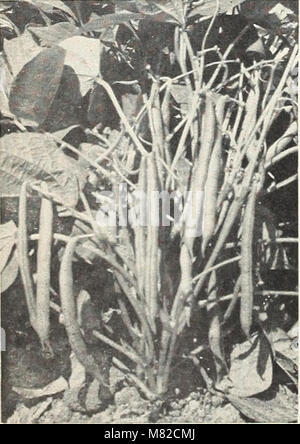 *Capitol City Seeds for 1958* est un catalogue détaillant une grande variété de graines pour les jardiniers à domicile, offrant des options végétales pour les légumes, les fleurs et les plantes ornementales pour la saison de croissance. Banque D'Images