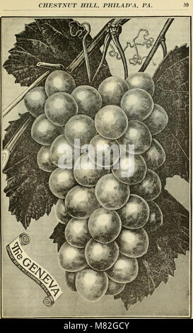 Catalogue d'Andorre forestières - choix hardy (arbres, arbustes, plantes, roses, et de fruits (1894) (20568850052) Banque D'Images