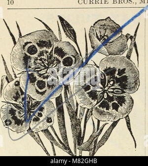 Ce catalogue 1897 de Currie Bros détaille une gamme de bulbes et de plantes robustes pour le jardinage, offrant un guide complet de leur culture, leurs caractéristiques et leurs utilisations dans divers climats. Banque D'Images