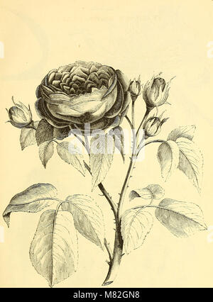 Ce catalogue de 1872 offre une liste complète des graines de fleurs et de légumes, y compris le glaïeul, le lis et les bulbes à fleurs estivales. Il fournit des instructions de culture pour chaque variété, servant de guide pratique pour les jardiniers et les horticulteurs. Banque D'Images