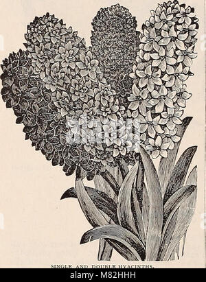 Catalogue des fraises, Hollande bulbes et spécialités (1893) (20584799885) Banque D'Images